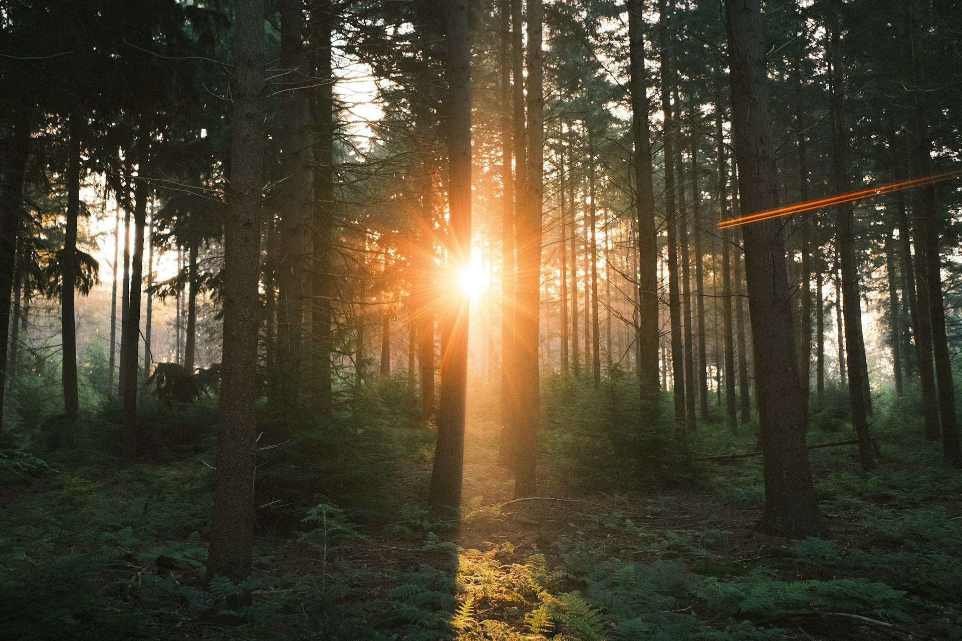 Sunlight breaking through a dense forest, bright at the center but dark at the edges