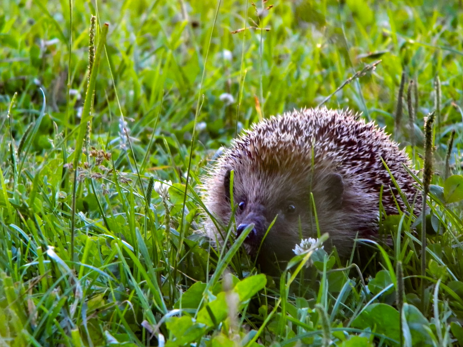 Hedgehog walking through green grass, nature's own security by design